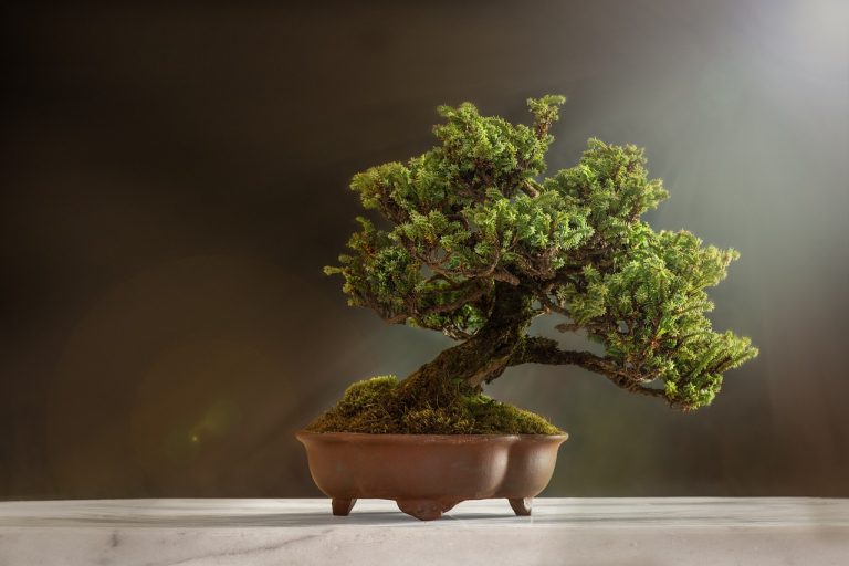 BONSAI TREES IN THE WILD (5 Essential Tips)