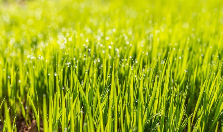 WHAT IS THE BEST TIME TO WATER GRASS SEED? (5 USEFUL TIPS)