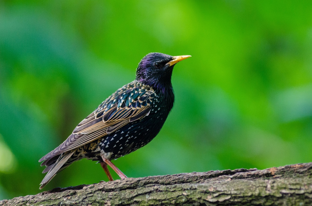 HOW TO ATTRACT STARLINGS?