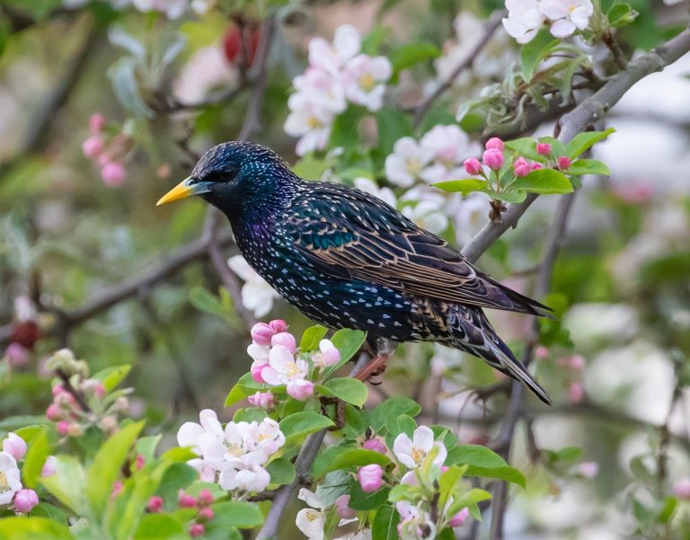 HOW TO GET RID OF STARLINGS IN BARN (6 USEFUL TIPS)