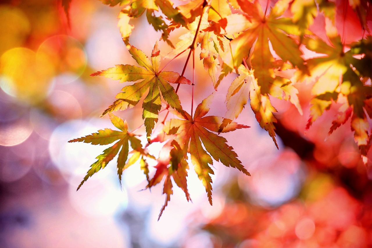 AUTUMN TIPS TO PREPARE YOUR GARDEN FOR WINTERS