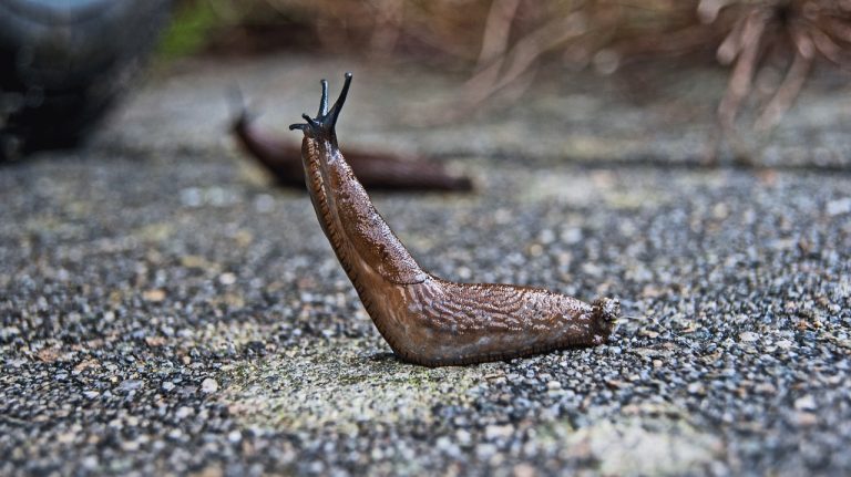 DO SLUGS BITE (3 FACTS YOU HAVE TO KNOW)