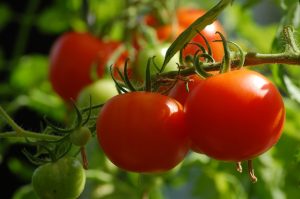 Advice for Growing Tomatoes in Grow Bags