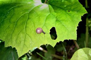 CAN PLANTS RECOVER FROM SLUG DAMAGE