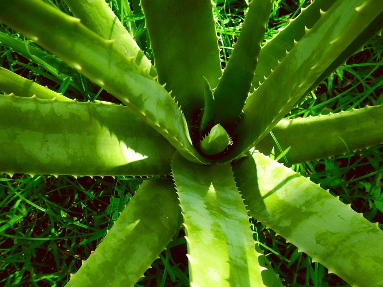 CAN YOU GROW ALOE VERA OUTSIDE IN THE UK (12 amazing tips)