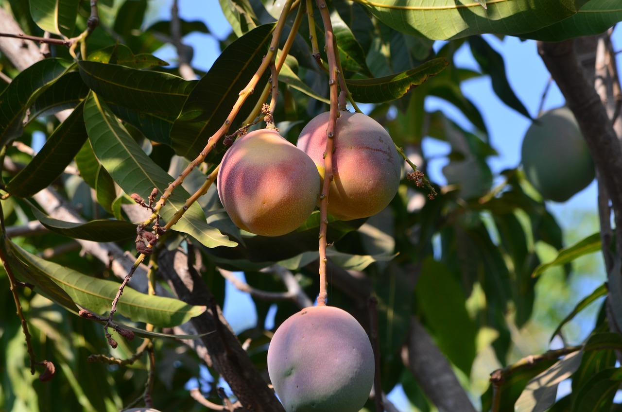 CAN YOU GROW MANGOES IN THE UK