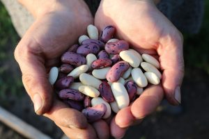 HOW TO FREEZE RUNNER BEANS FRESH FROM THE GARDEN