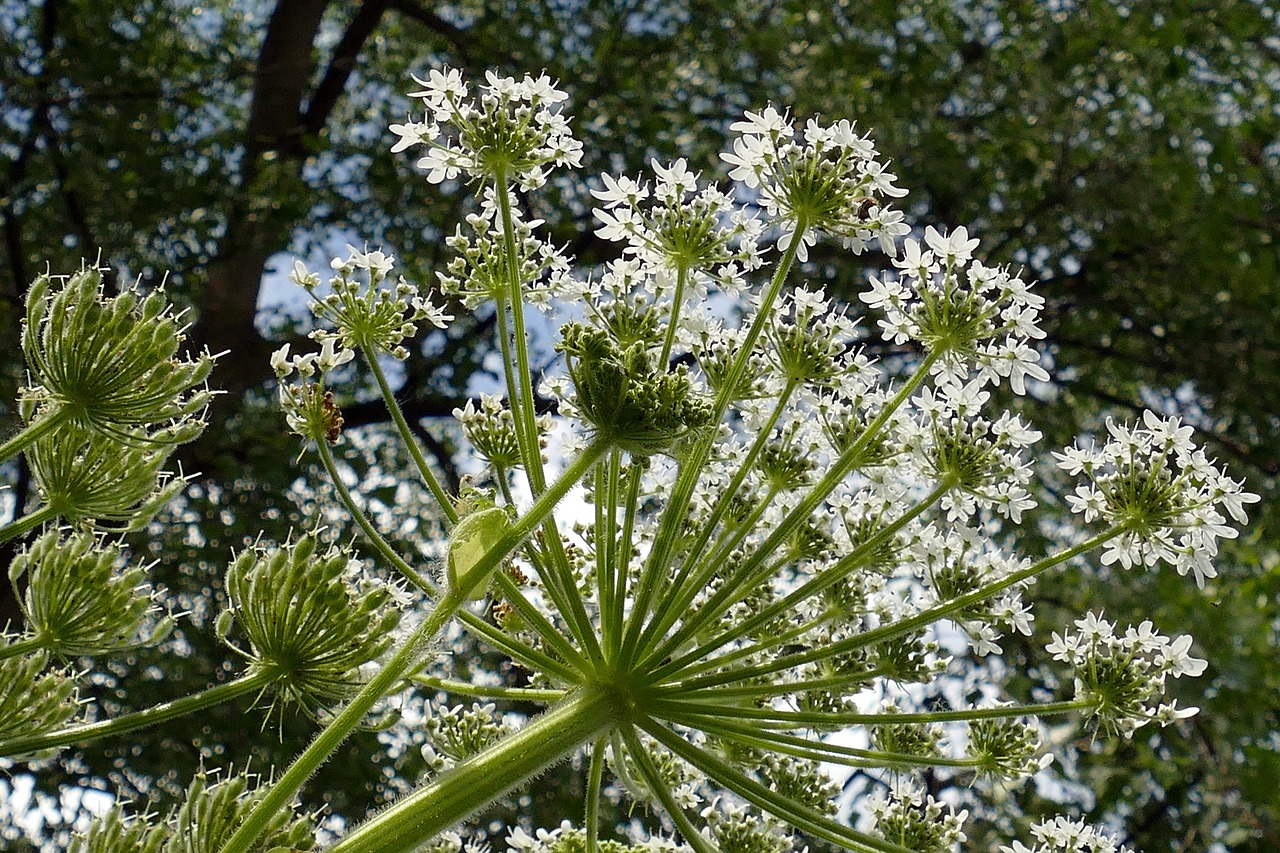 HOW TO GET RID OF COMMON HOGWEED