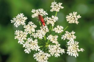 IS COMMON HOGWEED POISONOUS TO TOUCH