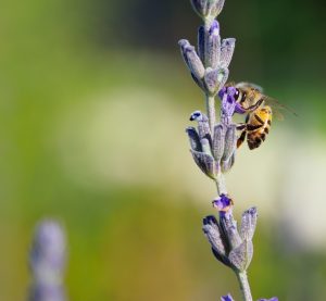 IS LAVENDER GOOD FOR BEES