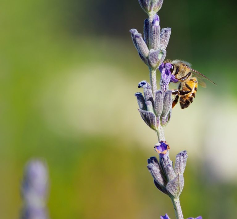 IS LAVENDER GOOD FOR BEES (4 Amazing Facts)