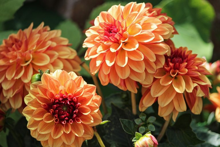 CAN YOU LEAVE DAHLIAS IN POTS OVER WINTER