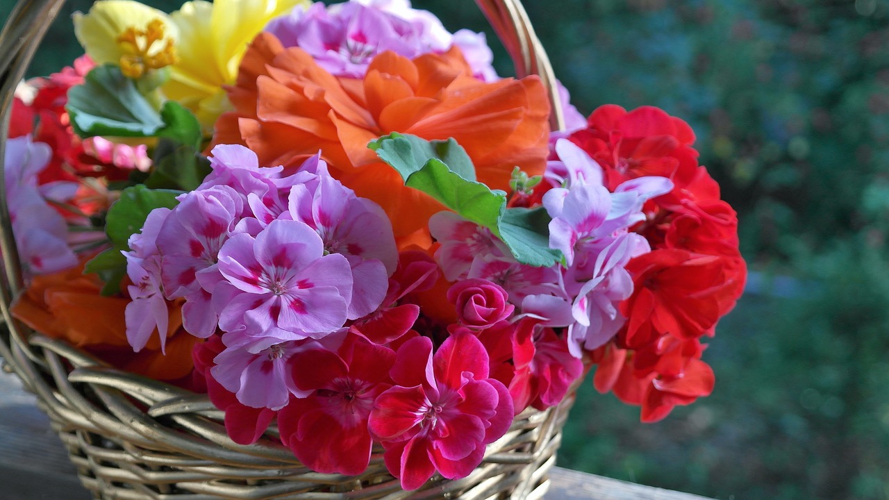 HOW TO OVERWINTER GERANIUMS