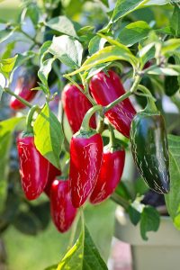 HOW TO PREVENT STUNTED PEPPER PLANTS