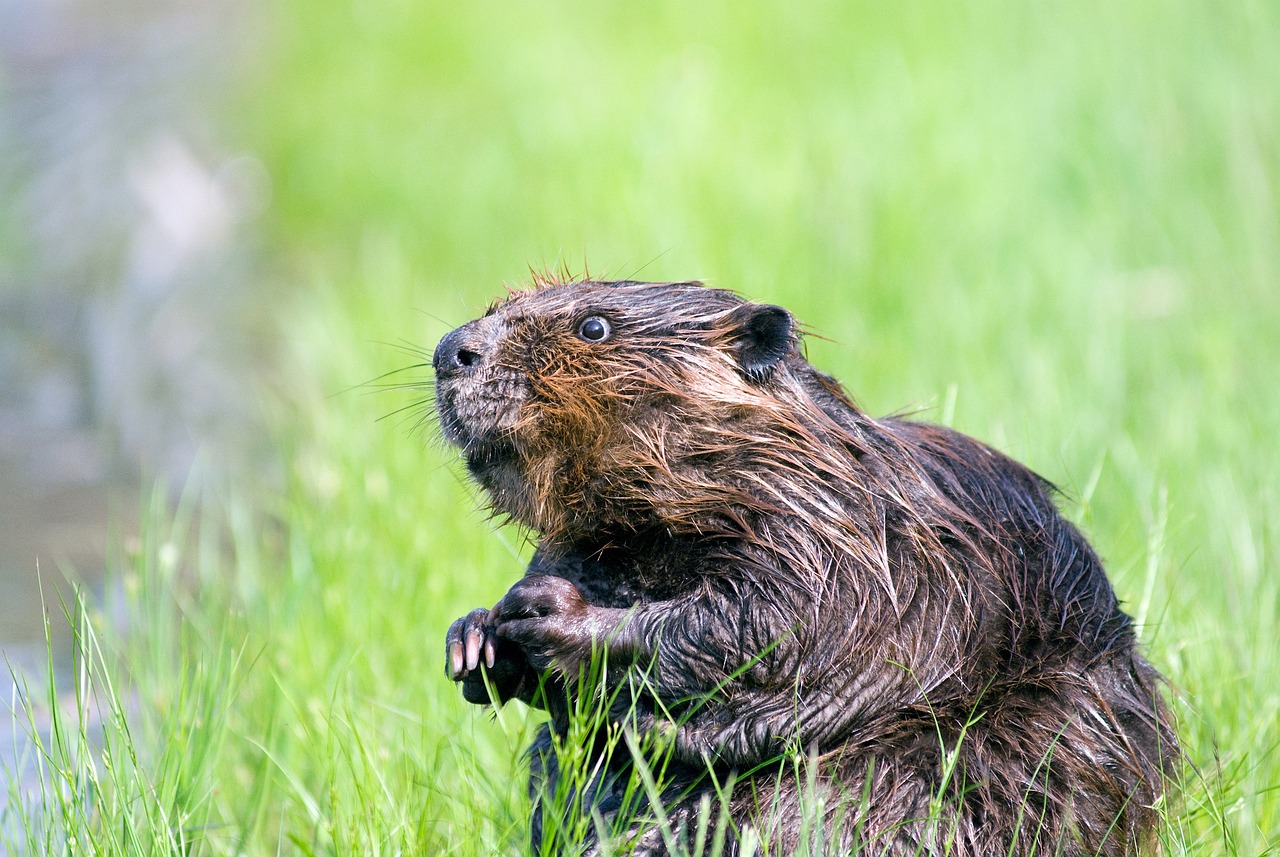 HOW TO STOP BEAVERS FROM BUILDING DAMS