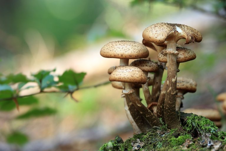 HOW TO STOP MUSHROOMS FROM GROWING IN YARD