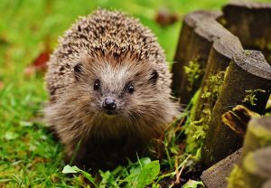 DO HEDGEHOGS DIG HOLES IN LAWN