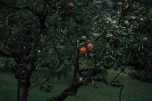 HOW TO GROW AN APPLE TREE FROM PIPS UK