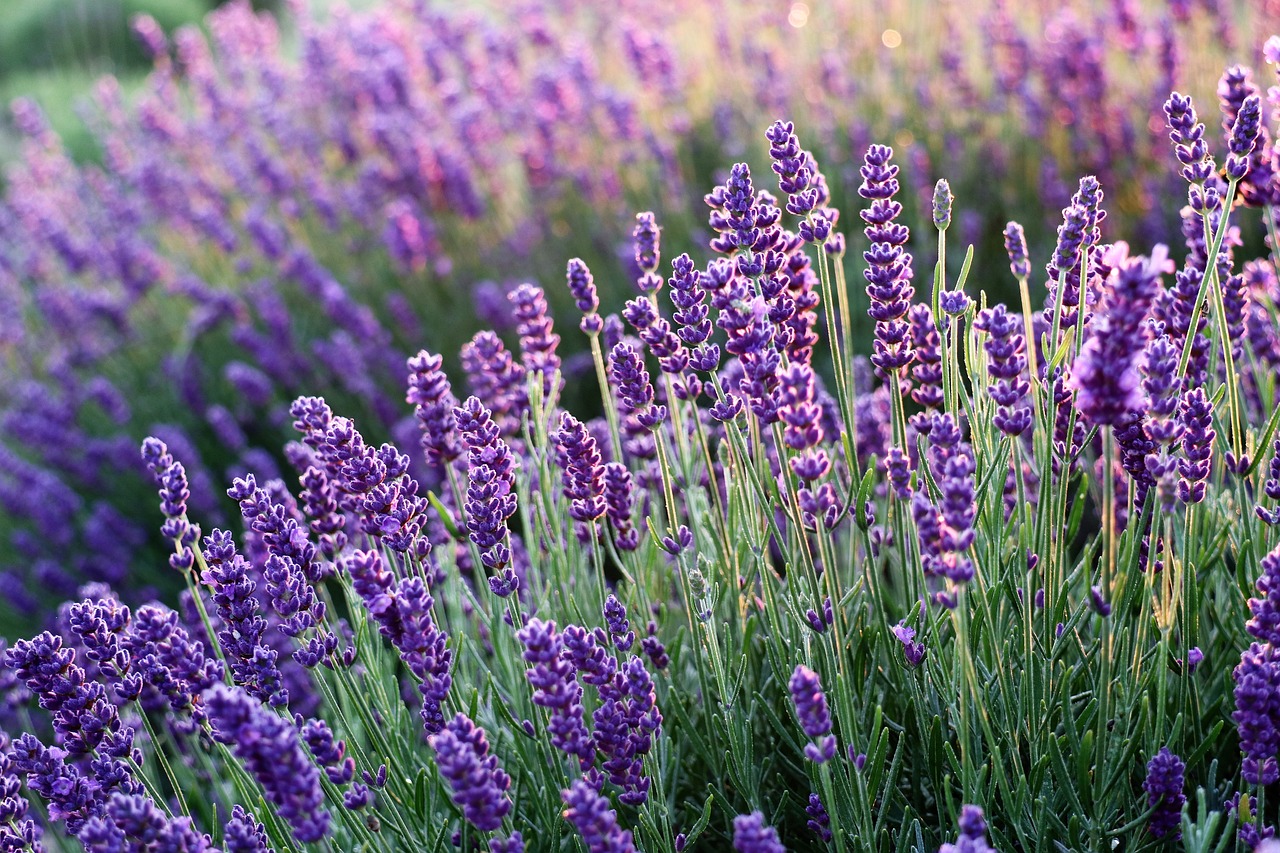 HOW TO GROW LAVENDER PLUGS